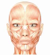 表情筋イメージ図